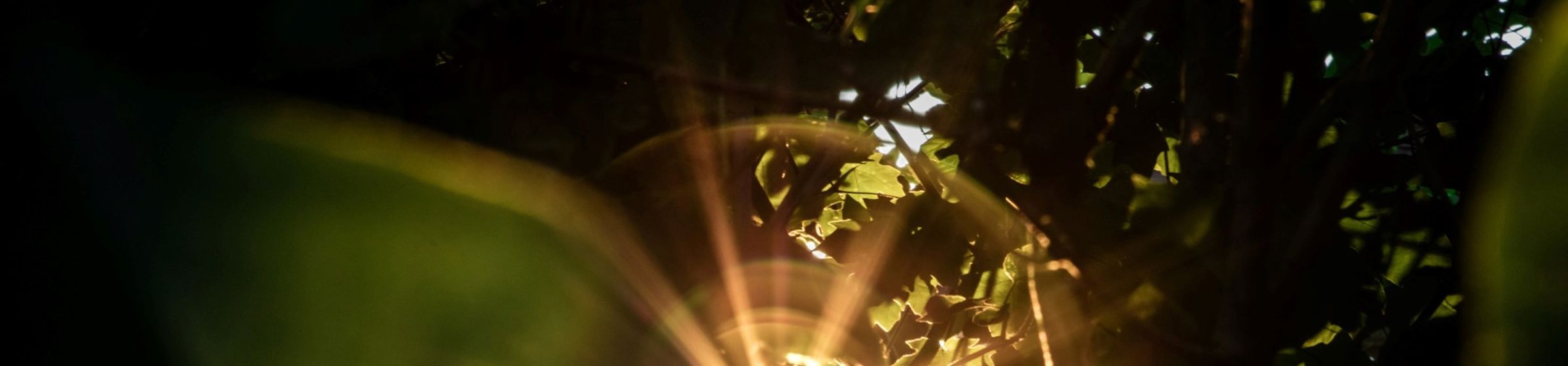 Sun shining through leaves